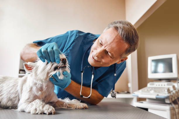 Best Emergency Dental Care for Abscessed Tooth in Colonial Rk, PA